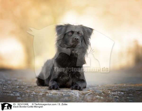 schwarzer Border-Collie-Mischling / black Border-Collie-Mongrel / SZ-01068