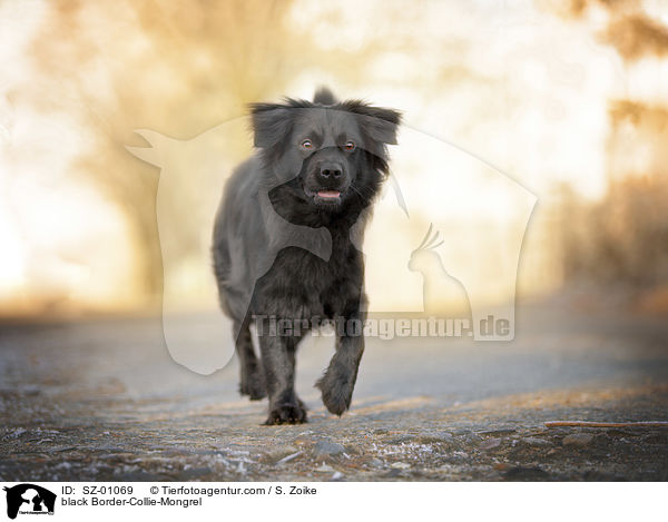 schwarzer Border-Collie-Mischling / black Border-Collie-Mongrel / SZ-01069