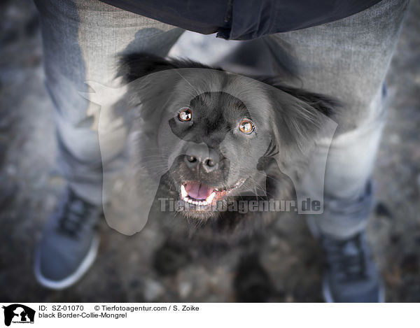 schwarzer Border-Collie-Mischling / black Border-Collie-Mongrel / SZ-01070