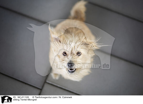 sitzender Terrier-Mischling / sitting Terrier-Mongrel / NC-01128