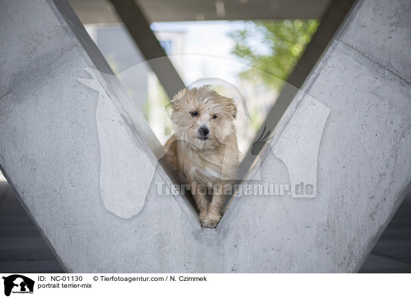 Portrait Terrier-Mischling / portrait terrier-mix / NC-01130