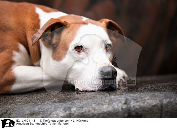 American-Staffordshire-Terrier-Mischling / American-Staffordshire-Terrier-Mongrel / LH-01148