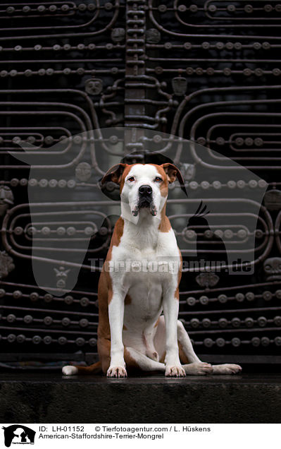 American-Staffordshire-Terrier-Mischling / American-Staffordshire-Terrier-Mongrel / LH-01152