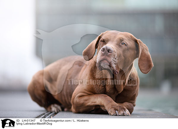 liegender Labrador-Dogge-Mix / lying Labrador-Mastiff-Dog / LH-01347