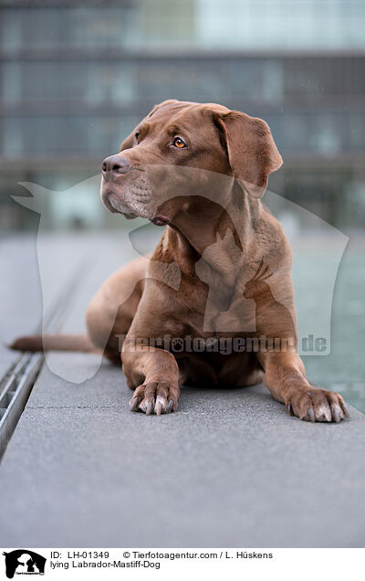 liegender Labrador-Dogge-Mix / lying Labrador-Mastiff-Dog / LH-01349