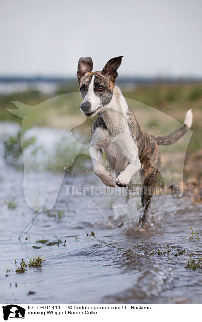 rennender Whippet-Border-Collie / running Whippet-Border-Collie / LH-01411