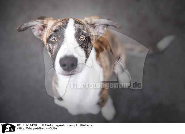 sitzender Whippet-Border-Collie / sitting Whippet-Border-Collie / LH-01420