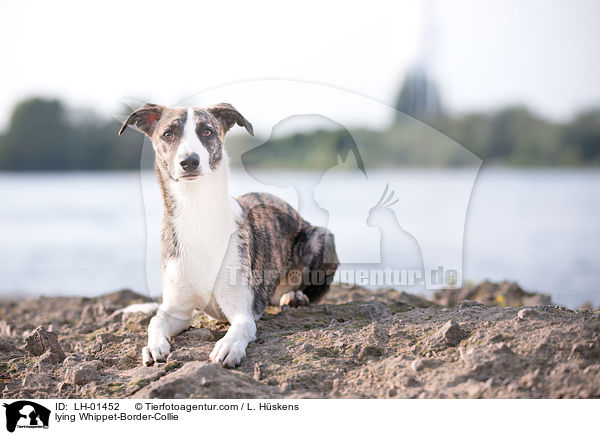 liegender Whippet-Border-Collie / lying Whippet-Border-Collie / LH-01452