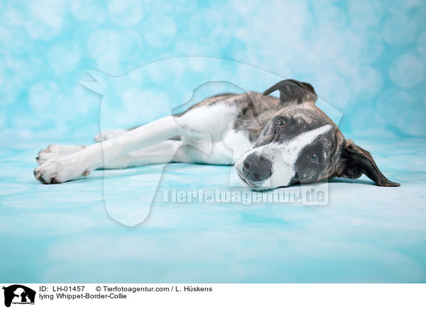 liegender Whippet-Border-Collie / lying Whippet-Border-Collie / LH-01457