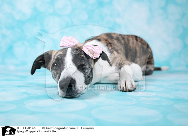 liegender Whippet-Border-Collie / lying Whippet-Border-Collie / LH-01458