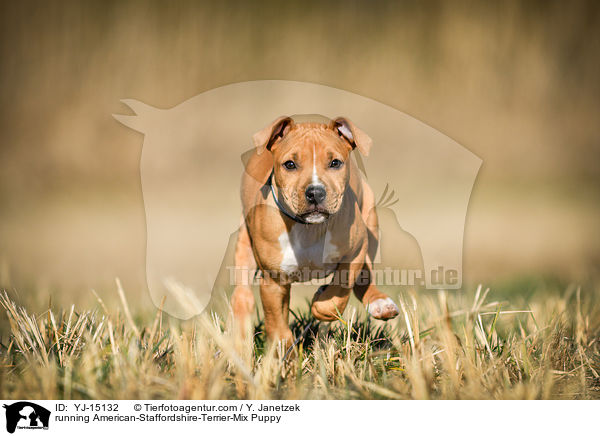 rennender American-Staffordshire-Terrier-Mischling Welpe / running American-Staffordshire-Terrier-Mix Puppy / YJ-15132