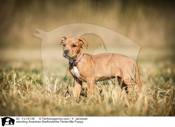 stehender American-Staffordshire-Terrier-Mischling Welpe / standing American-Staffordshire-Terrier-Mix Puppy / YJ-15136