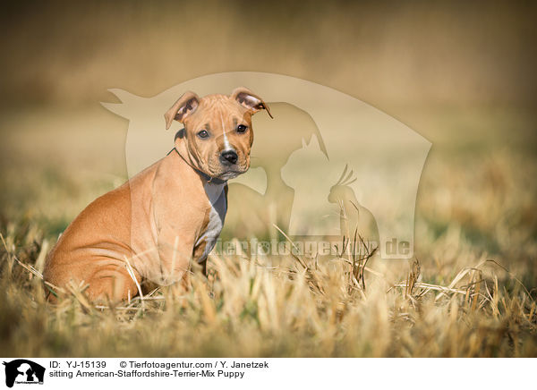 sitzender American-Staffordshire-Terrier-Mischling Welpe / sitting American-Staffordshire-Terrier-Mix Puppy / YJ-15139