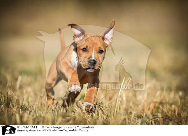 rennender American-Staffordshire-Terrier-Mischling Welpe / running American-Staffordshire-Terrier-Mix Puppy / YJ-15141