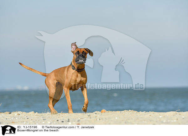 Boxer-Mischling am Strand / Boxer-Mongrel on the beach / YJ-15196