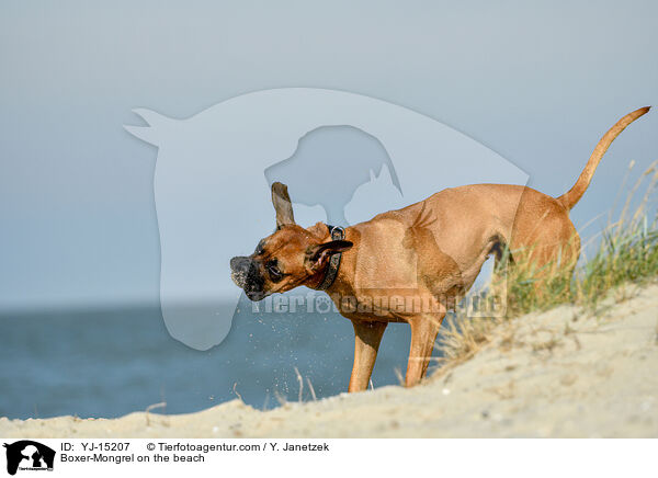 Boxer-Mischling am Strand / Boxer-Mongrel on the beach / YJ-15207