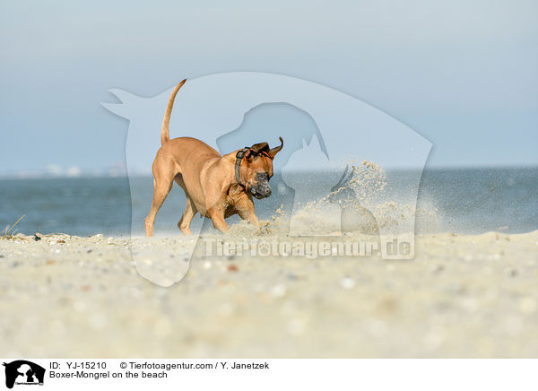 Boxer-Mischling am Strand / Boxer-Mongrel on the beach / YJ-15210