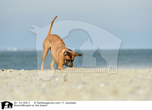 Boxer-Mischling am Strand / Boxer-Mongrel on the beach / YJ-15211