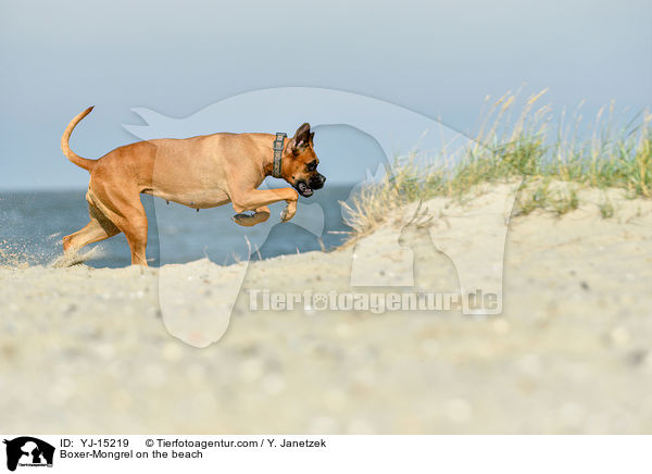 Boxer-Mischling am Strand / Boxer-Mongrel on the beach / YJ-15219