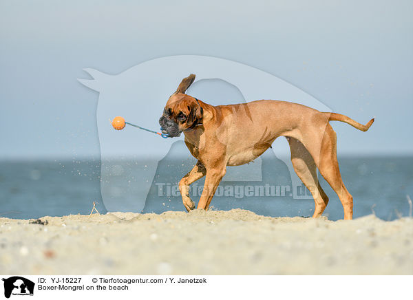 Boxer-Mischling am Strand / Boxer-Mongrel on the beach / YJ-15227