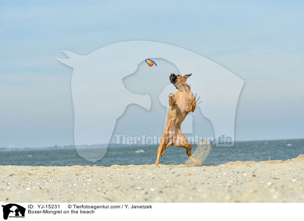 Boxer-Mischling am Strand / Boxer-Mongrel on the beach / YJ-15231