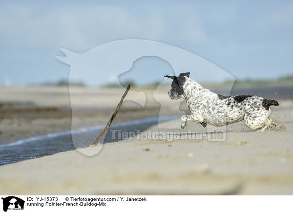 rennender Pointer-French-Bulldog-Mischling / running Pointer-French-Bulldog-Mix / YJ-15373