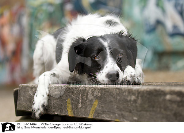 liegender Kleiner-Mnsterlnder-Epagneul-Breton-Mischling / lying Small-Munsterlander-Epagneul-Breton-Mongrel / LH-01464