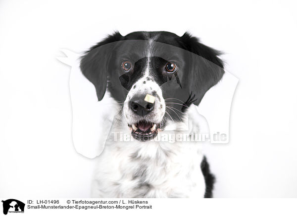 Kleiner-Mnsterlnder-Epagneul-Breton-Mischling Portrait / Small-Munsterlander-Epagneul-Breton-Mongrel Portrait / LH-01496