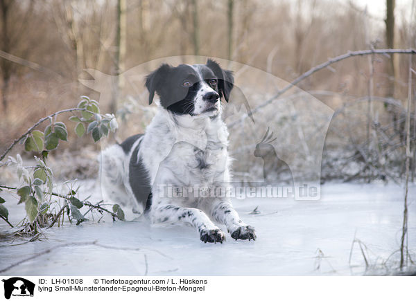 liegender Kleiner-Mnsterlnder-Epagneul-Breton-Mischling / lying Small-Munsterlander-Epagneul-Breton-Mongrel / LH-01508