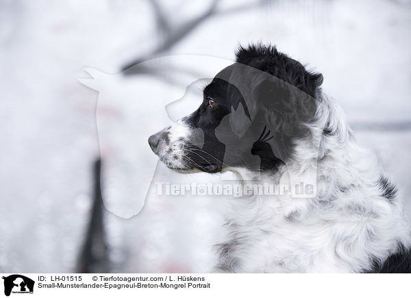 Kleiner-Mnsterlnder-Epagneul-Breton-Mischling Portrait / Small-Munsterlander-Epagneul-Breton-Mongrel Portrait / LH-01515