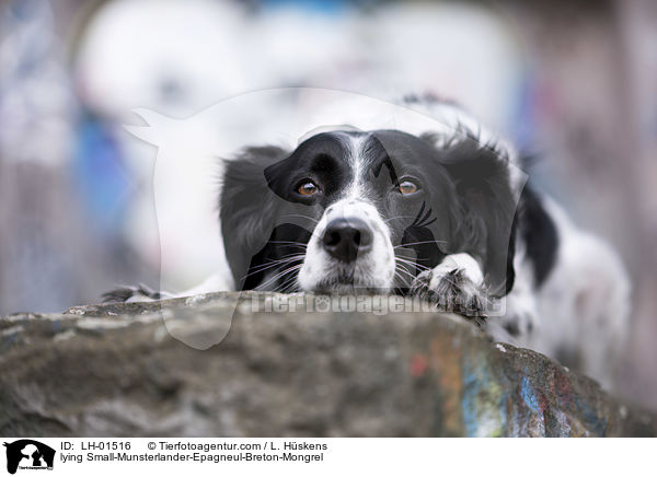 liegender Kleiner-Mnsterlnder-Epagneul-Breton-Mischling / lying Small-Munsterlander-Epagneul-Breton-Mongrel / LH-01516