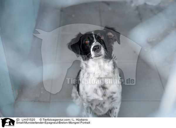 Kleiner-Mnsterlnder-Epagneul-Breton-Mischling Portrait / Small-Munsterlander-Epagneul-Breton-Mongrel Portrait / LH-01520