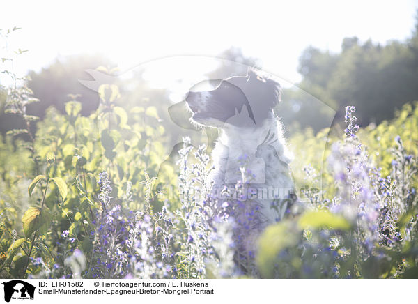 Kleiner-Mnsterlnder-Epagneul-Breton-Mischling Portrait / Small-Munsterlander-Epagneul-Breton-Mongrel Portrait / LH-01582