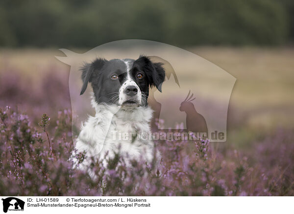 Kleiner-Mnsterlnder-Epagneul-Breton-Mischling Portrait / Small-Munsterlander-Epagneul-Breton-Mongrel Portrait / LH-01589