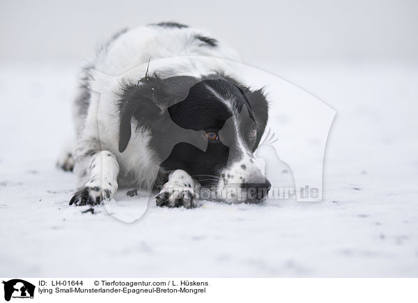 liegender Kleiner-Mnsterlnder-Epagneul-Breton-Mischling / lying Small-Munsterlander-Epagneul-Breton-Mongrel / LH-01644