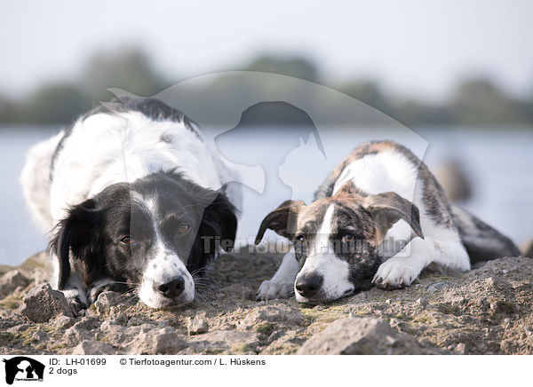 2 Hunde / 2 dogs / LH-01699