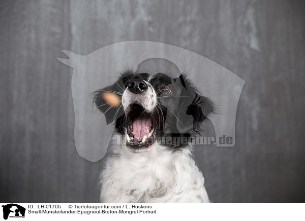 Kleiner-Mnsterlnder-Epagneul-Breton-Mischling Portrait / Small-Munsterlander-Epagneul-Breton-Mongrel Portrait / LH-01705