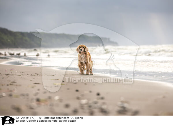 English-Cocker-Spaniel-Mischling am Strand / English-Cocker-Spaniel-Mongrel at the beach / AK-01177