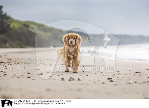 English-Cocker-Spaniel-Mischling am Strand / English-Cocker-Spaniel-Mongrel at the beach / AK-01178