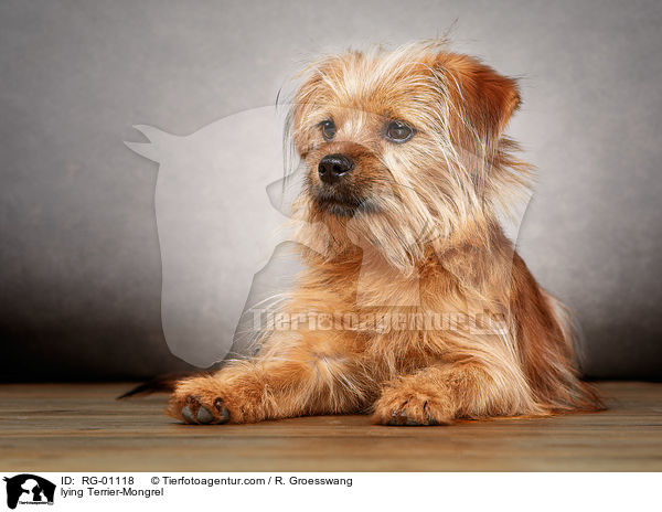 liegender Terrier-Mischling / lying Terrier-Mongrel / RG-01118