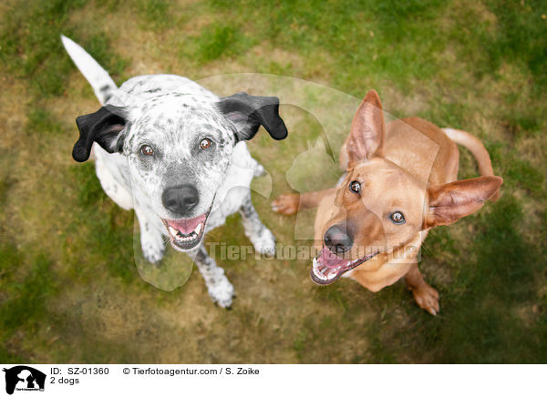 2 Hunde / 2 dogs / SZ-01360