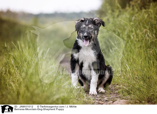 Berner-Sennenhund-Schferhund Welpe / Bernese-Mountain-Dog-Shepherd Puppy / JAM-01012