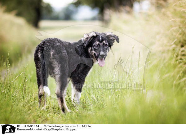 Berner-Sennenhund-Schferhund Welpe / Bernese-Mountain-Dog-Shepherd Puppy / JAM-01014