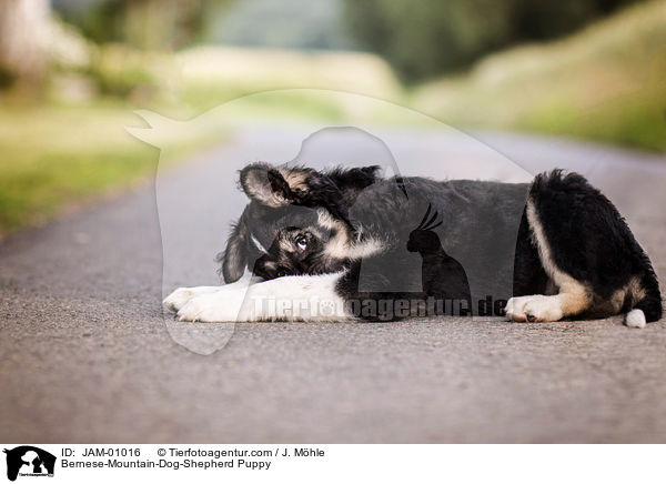 Berner-Sennenhund-Schferhund Welpe / Bernese-Mountain-Dog-Shepherd Puppy / JAM-01016