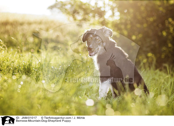 Berner-Sennenhund-Schferhund Welpe / Bernese-Mountain-Dog-Shepherd Puppy / JAM-01017
