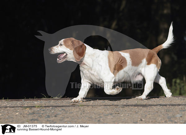 rennender Basset-Hound-Mischling / running Basset-Hound-Mongrel / JM-01375