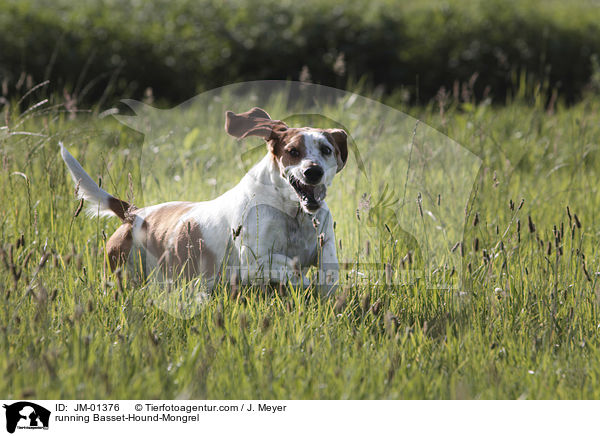 rennender Basset-Hound-Mischling / running Basset-Hound-Mongrel / JM-01376