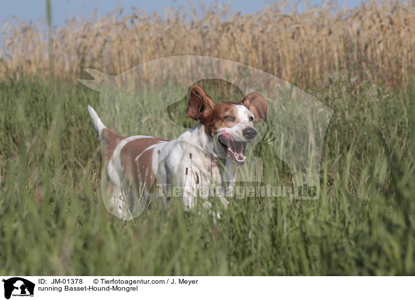 rennender Basset-Hound-Mischling / running Basset-Hound-Mongrel / JM-01378