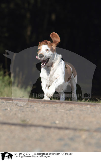 rennender Basset-Hound-Mischling / running Basset-Hound-Mongrel / JM-01379