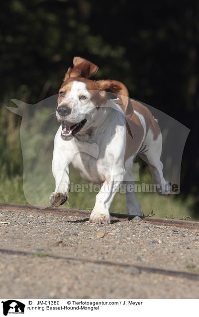 rennender Basset-Hound-Mischling / running Basset-Hound-Mongrel / JM-01380